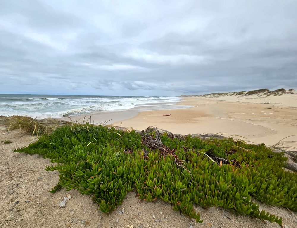 ©Jan Peters/Solivagant Wisdom, 2025

Image of Atlantic Ocean in Central Portugal. Ocean on left, with beach, dunes, and evergreen marine plants. Overcast skies.