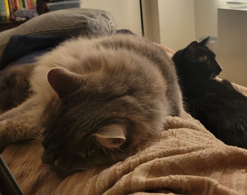 Picture shows the length of the bed from my first person perspective. A gray and brown long haired cat is sprawled over me, and a tuxedo cat is laying to the side of me.