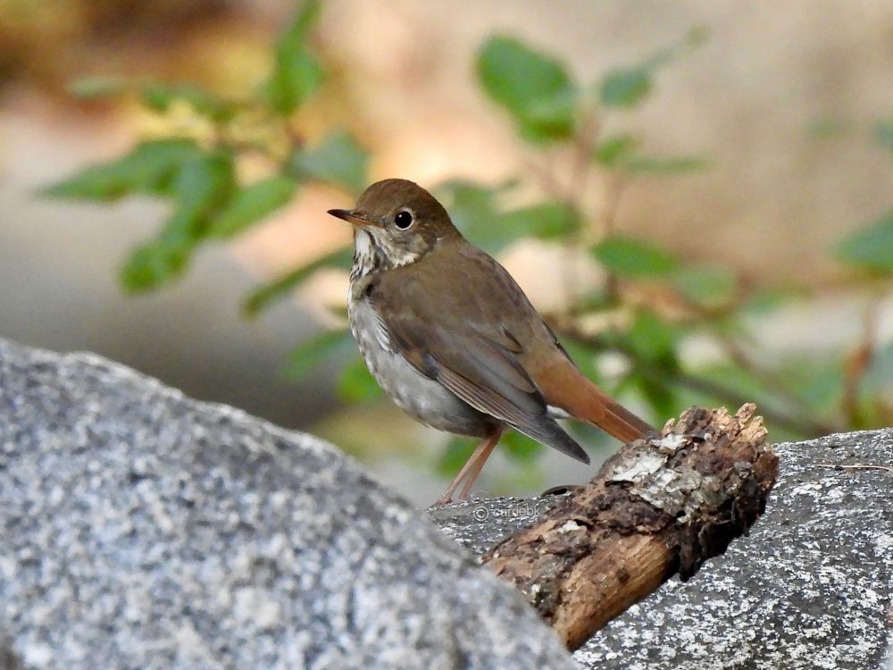 A brown and white bird standing on rugged rocks, showcasing their natural habitat and serene environment.
