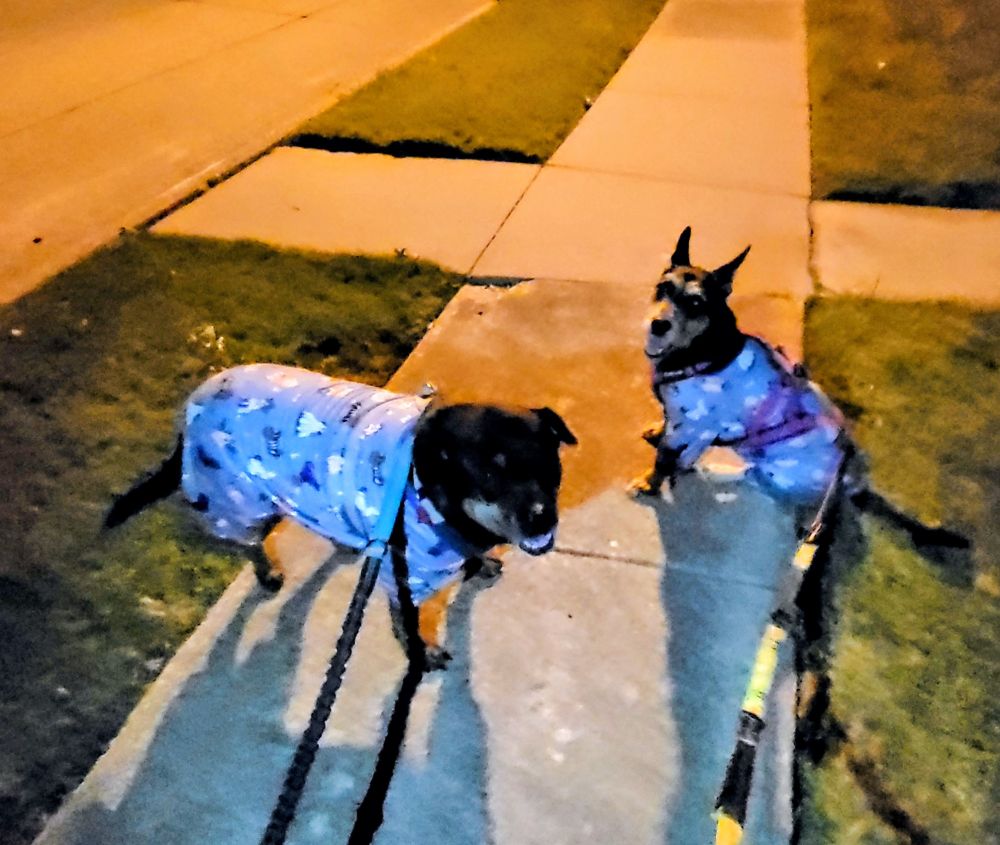 2 big dogs in halloween jammies