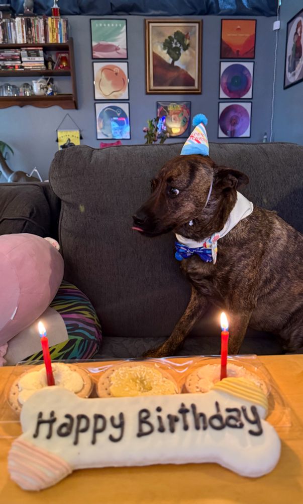 A brindle puppy named Wrex sticks his tongue out in front of a dog biscuit cake that reads Happy Birthday. He js wearing a blue bowtie, white bandana, and blue and white party hat. 