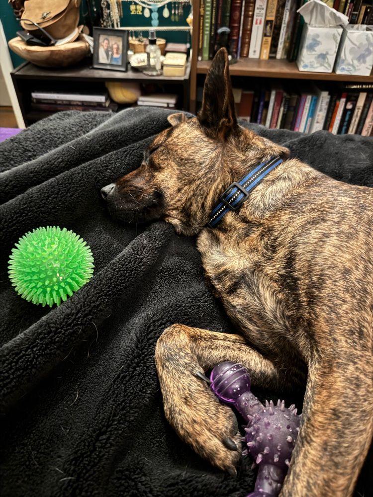 A brindle dog named Wrex lies on a black fuzzy blanket. There is one purple squeak toy between his front paws, and a green ball by his head. He is smiling in his sleep. 