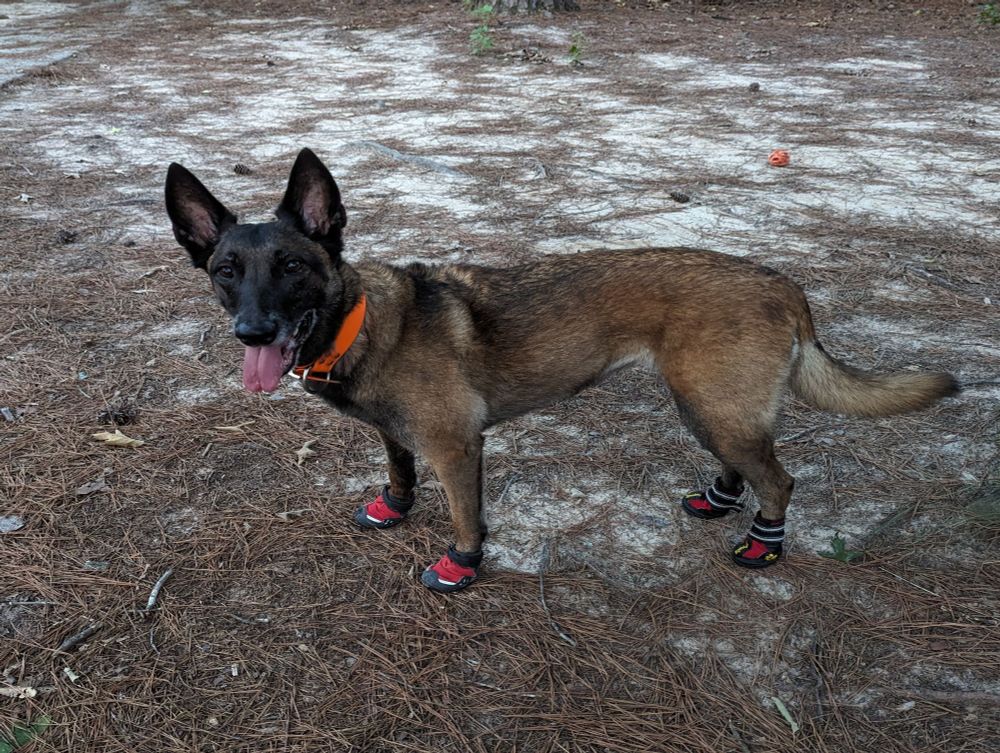Belgian malinois wearing four red dog boots