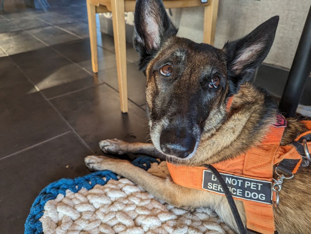 Malinois in a service dog harness laying on a mat.