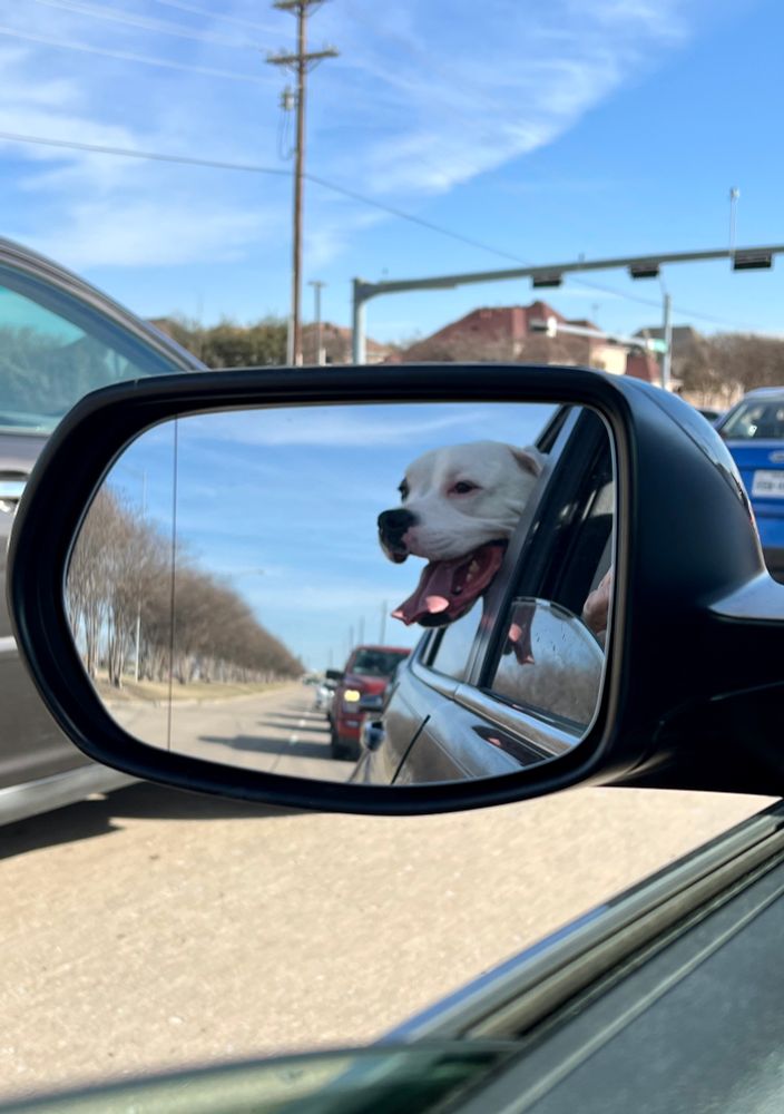 Picture of a large, goofy, happy dog sticking his head out the window of a car.  