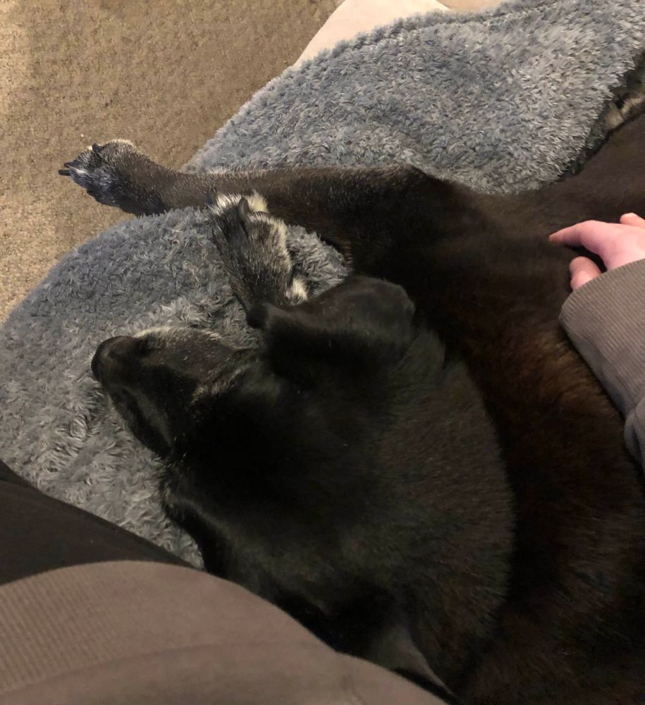 olly sleeping on a couch.