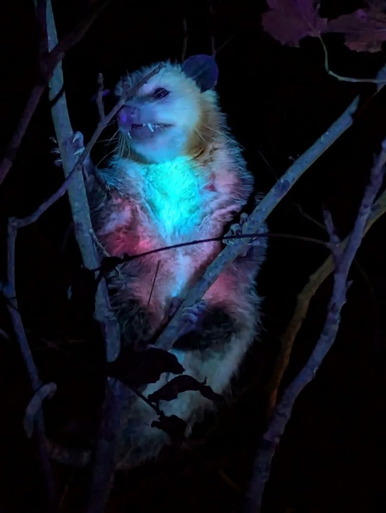 Biofluorescent Virginia opossum in a tree