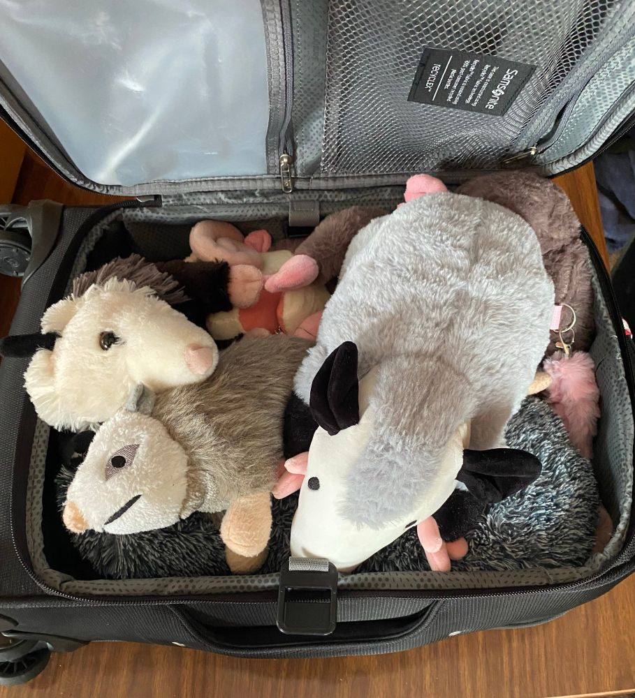 The suitcase is opened and full of opossum plushies