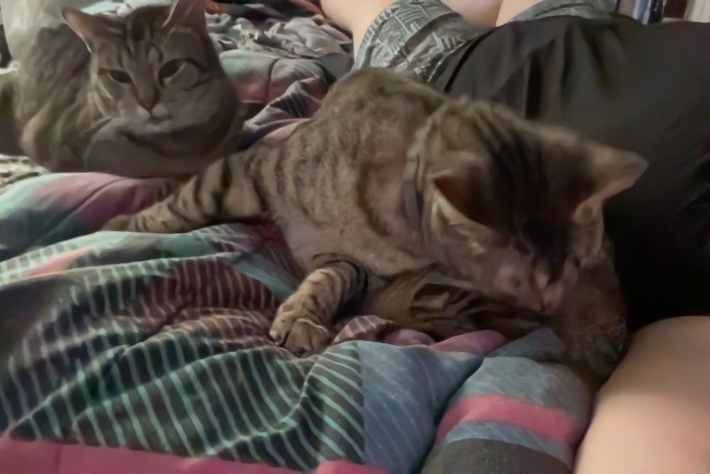 two tabby cats sit next to me on the bed