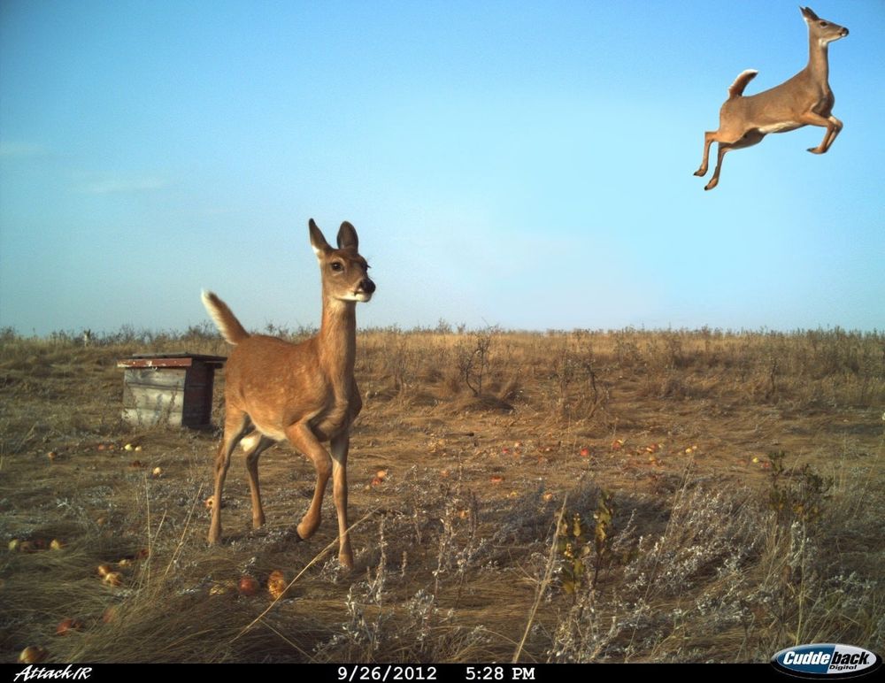 une photo de deux biches qui gambadent dans une prairie sèche 