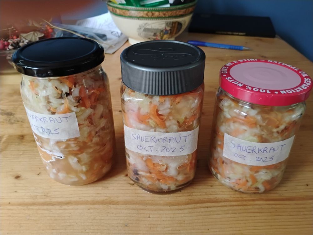 3 recycled jars of white & orange sauerkraut w labels saying 'Oct 2025'