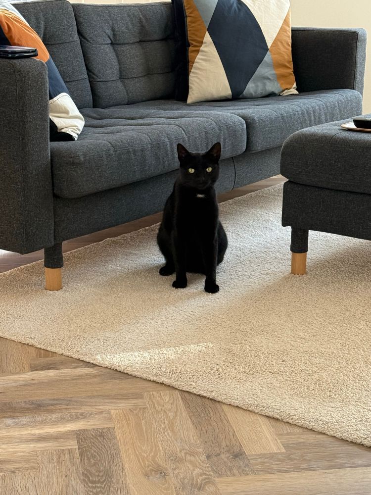 A cat on my mat