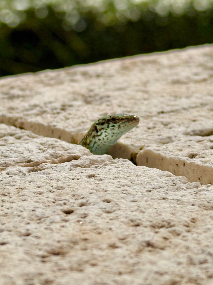 Lizard popping its out out of the gap between  some tiles