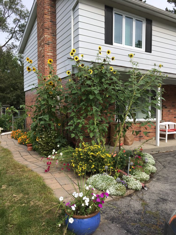 The corner of a brick and aluminum siding house with a small garden featuring sunflowers that reached a height of 10 feet.