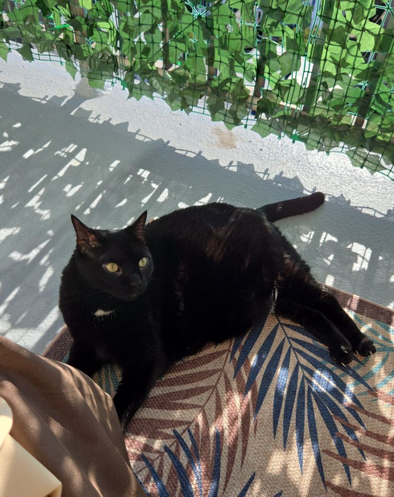 A cute black cat lying outside on a balcony on a blue and brown rug.
