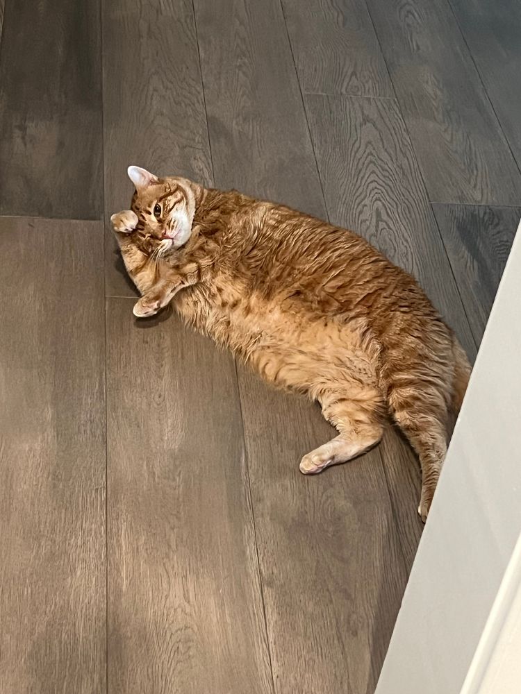 A cute fat cat