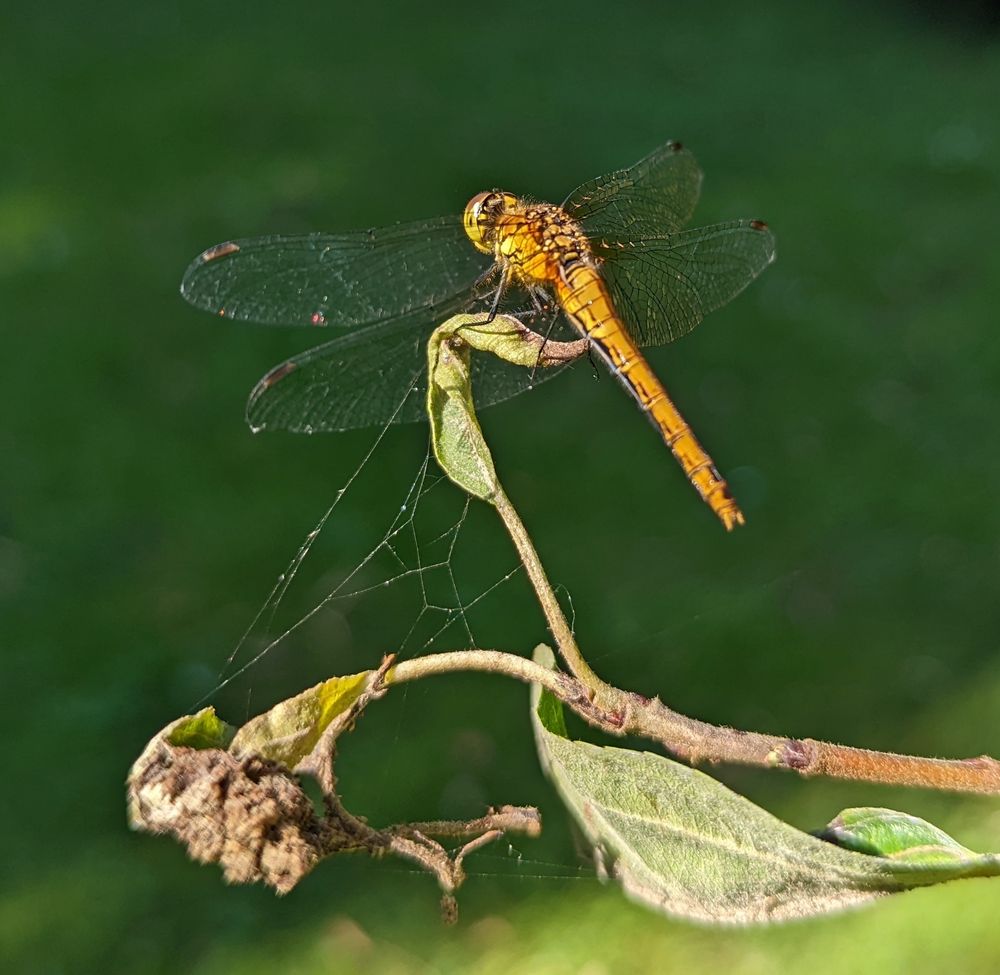 A dragonfly resting on the leafy end of a slender branch