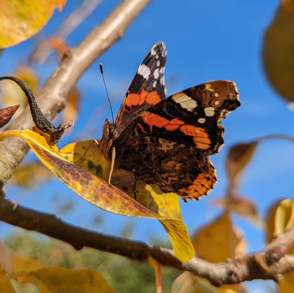 The butterfly, with slightly folded wings, before a blue sky 