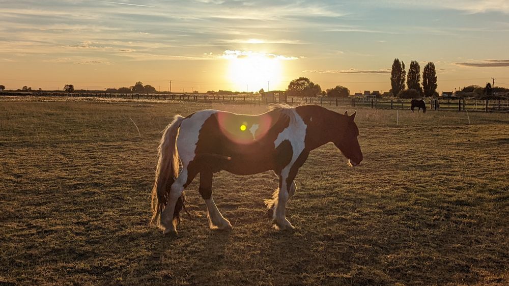 A horse in a field shortly before sunset, with lens flare from the low sun in the background