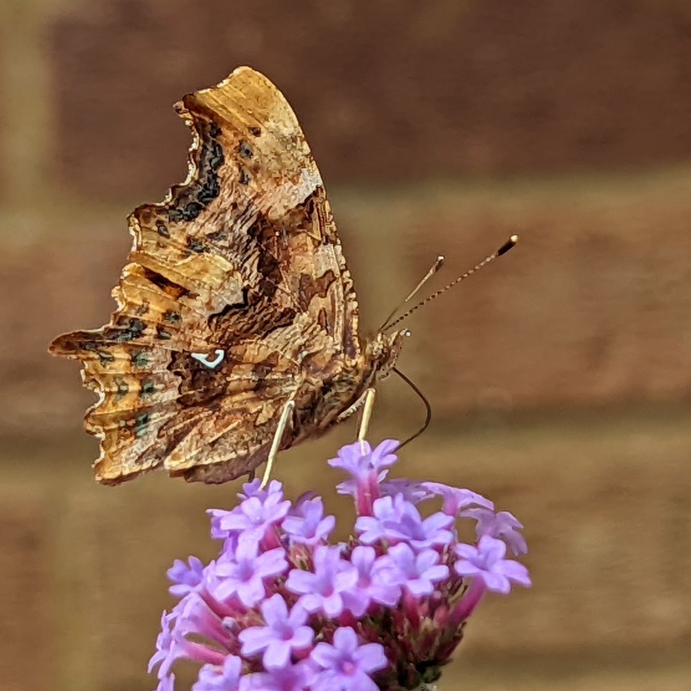 A mottled beige and brown butterfly with its wings closed, sitting on some small pale purple flowers