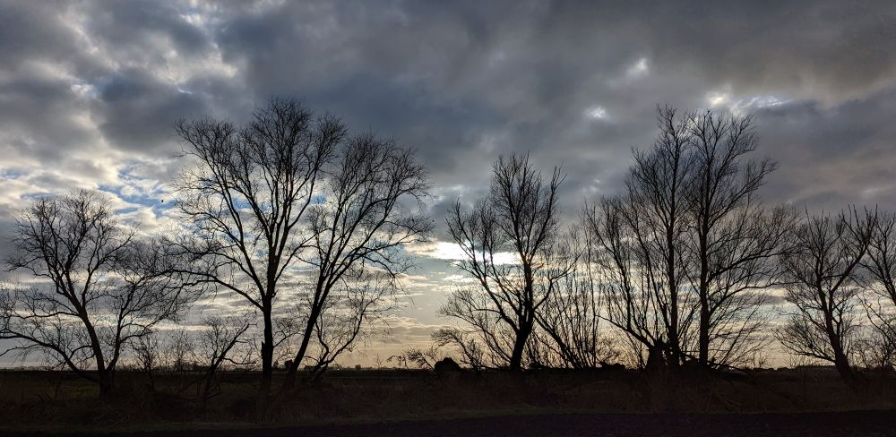 Bare trees silhouetted by a sky of broken cloud and sunlight