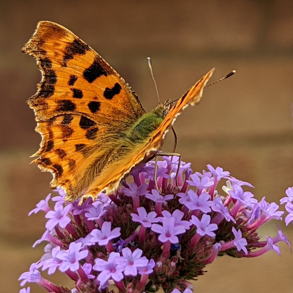 The same butterfly with its wings open, revealing bright orange flecked with black 