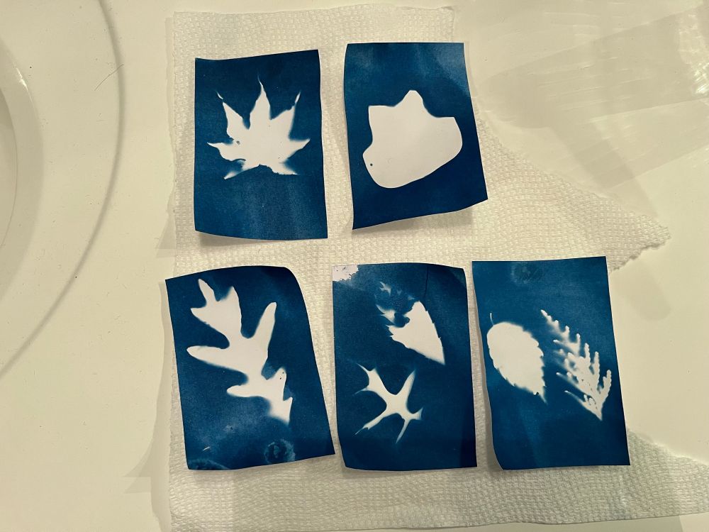five small blue cards with the outlines—shadows, really—of leaves printed on them in white. or more accurately, they're white cards printed in blue, with the shadows washed off? there's leaves from Japanese maple, tuliptree, oak, cherry, and some kind of shrub
