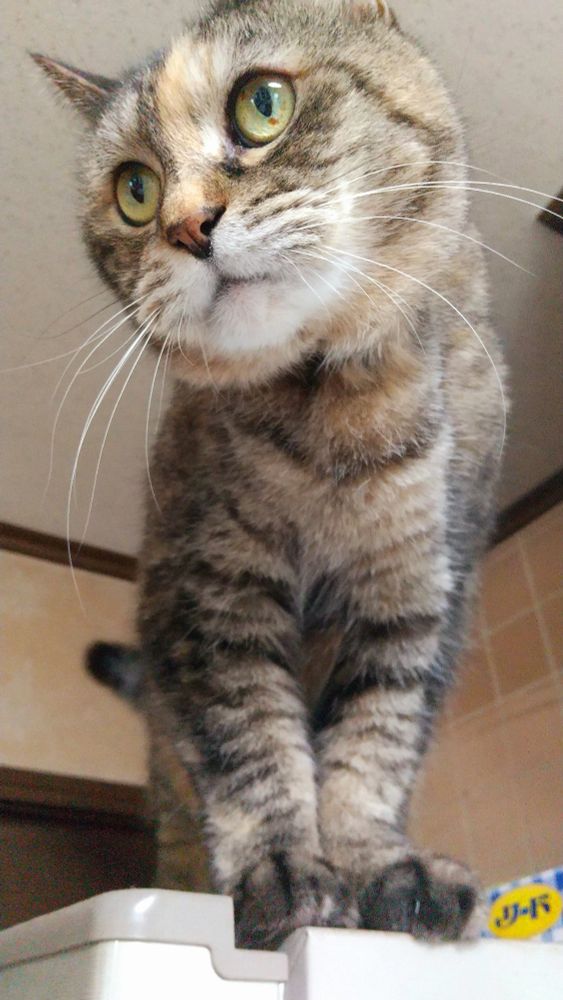 冷蔵庫の上の猫