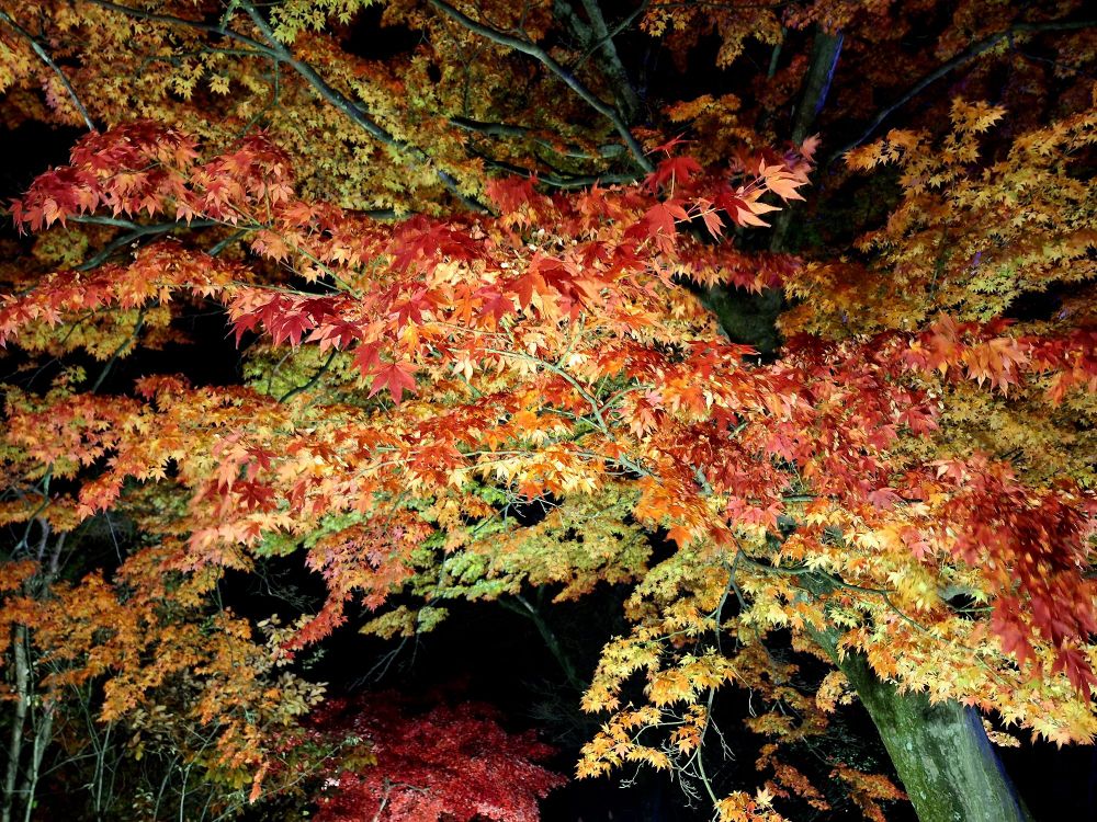 ライトアップ中の紅葉🍁