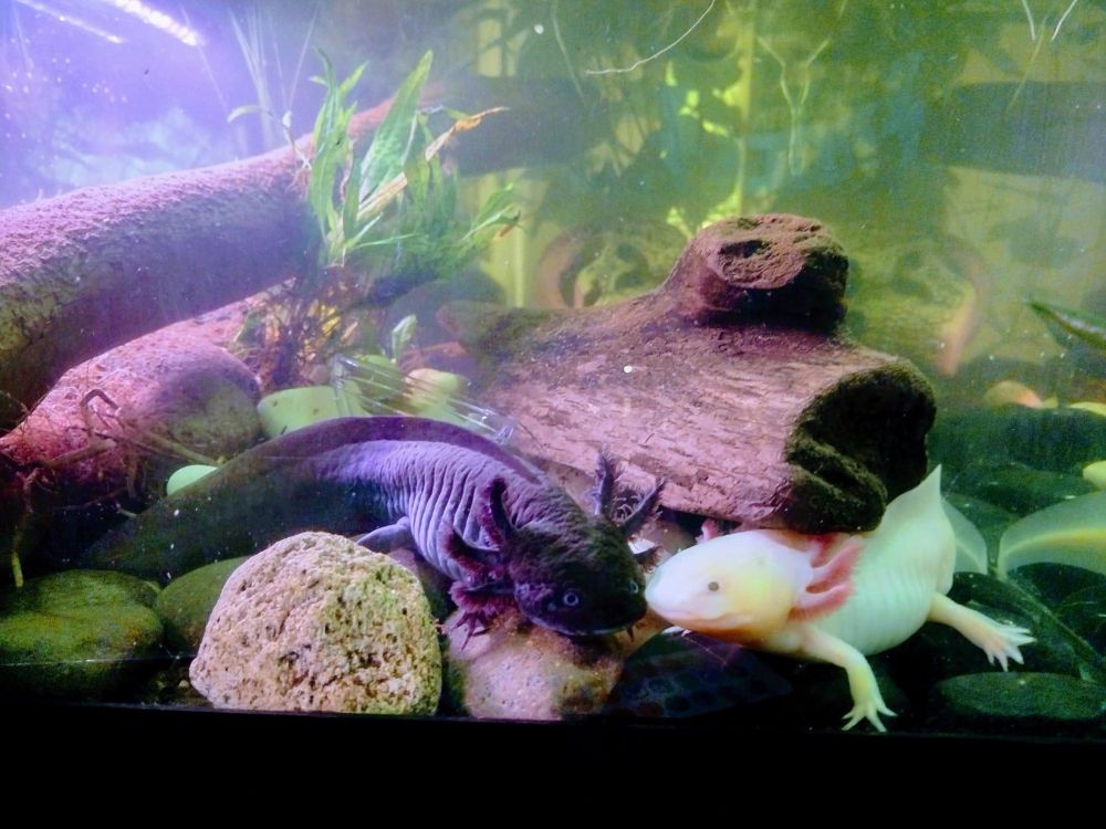 A gorgeous picture of two axolotl chilling in their heavily planted tank