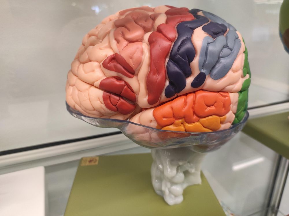 En Xavier, el nou model anatòmic desmuntable d'un cervell humà disponible al CRAI Biblioteca del Campus Bellvitge.