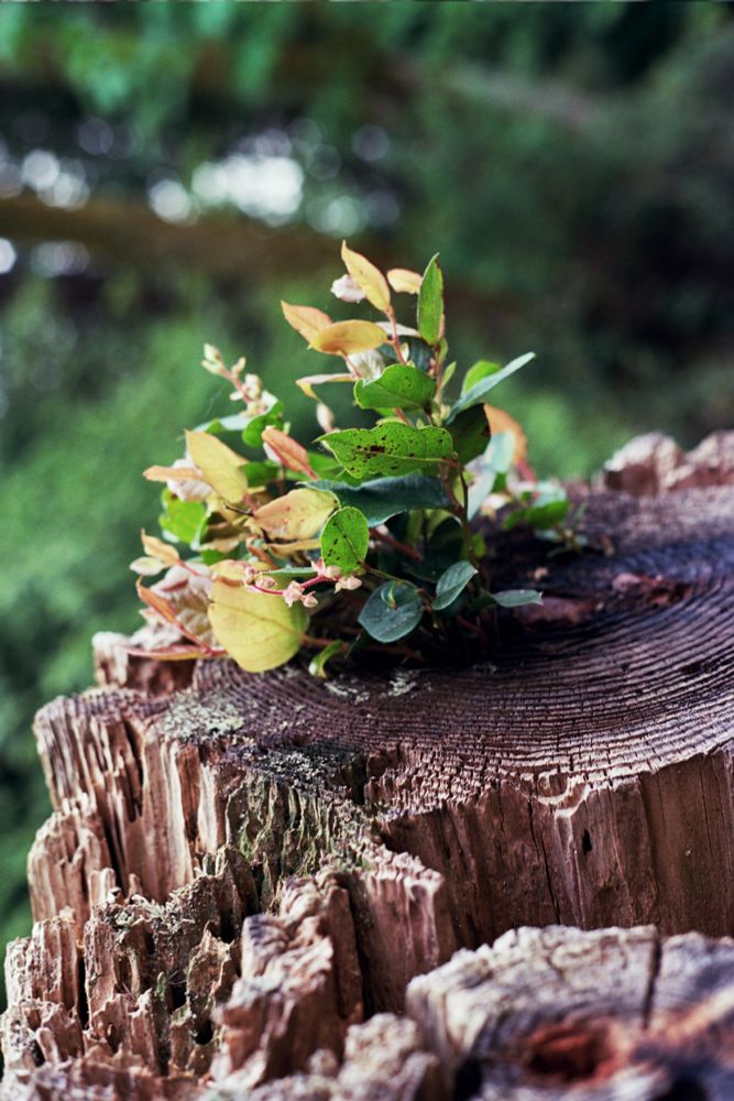 A close-up film color photo. A weathered tree stump is in the foreground, with a small but vibrantly green plant is sprouting out of the stump. The background is blurred greenery. 
