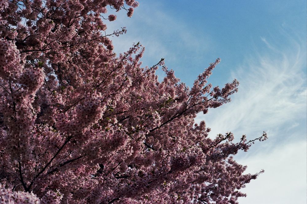 A color film photo of cherry blossoms in bloom against a blue sky. 