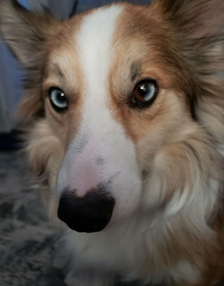 Picture of face of a Border Collie with one blue eye and one eye that is half blue and half brown
