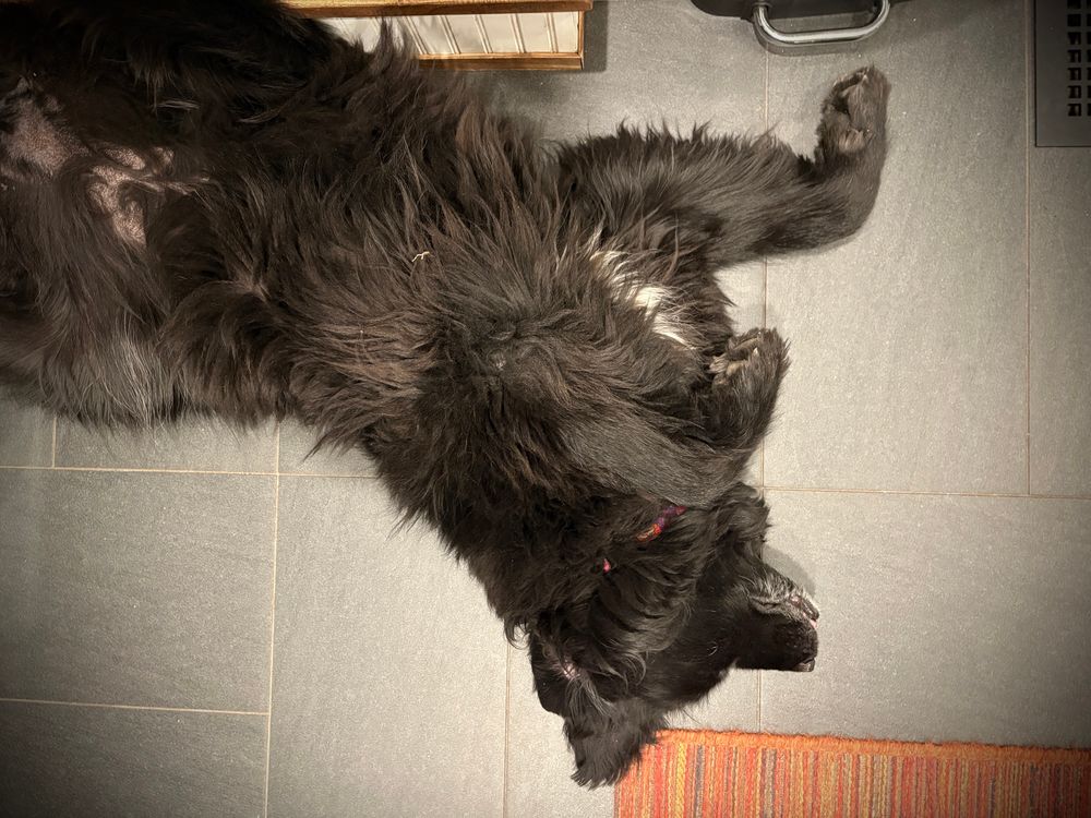 An elderly Newfoundland dog in repose on a black tiled floor.