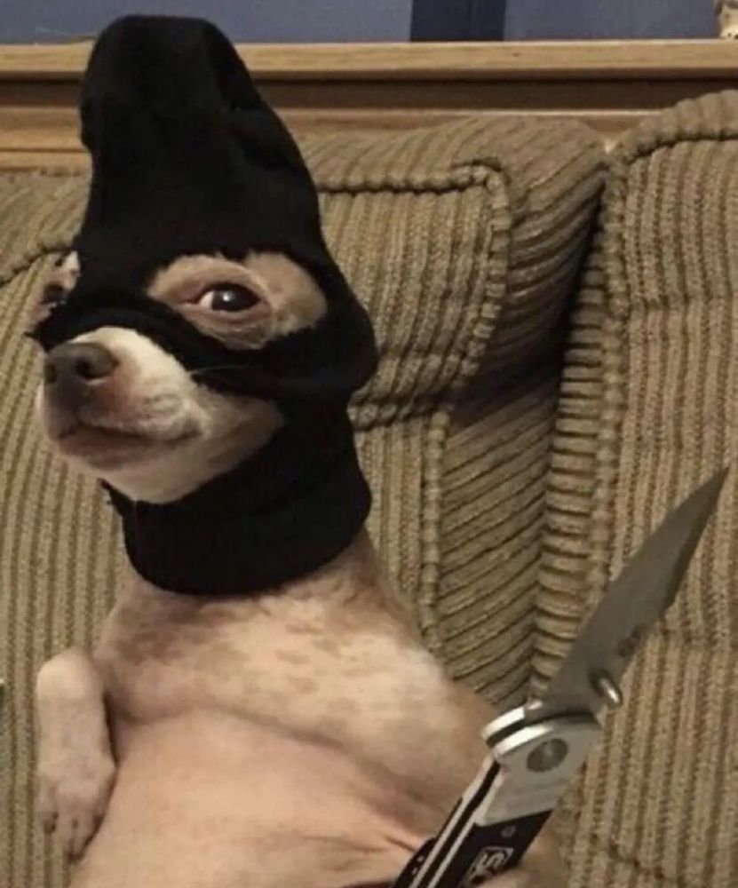 A chihuahua appears to be holding a knife while wearing a black mask 