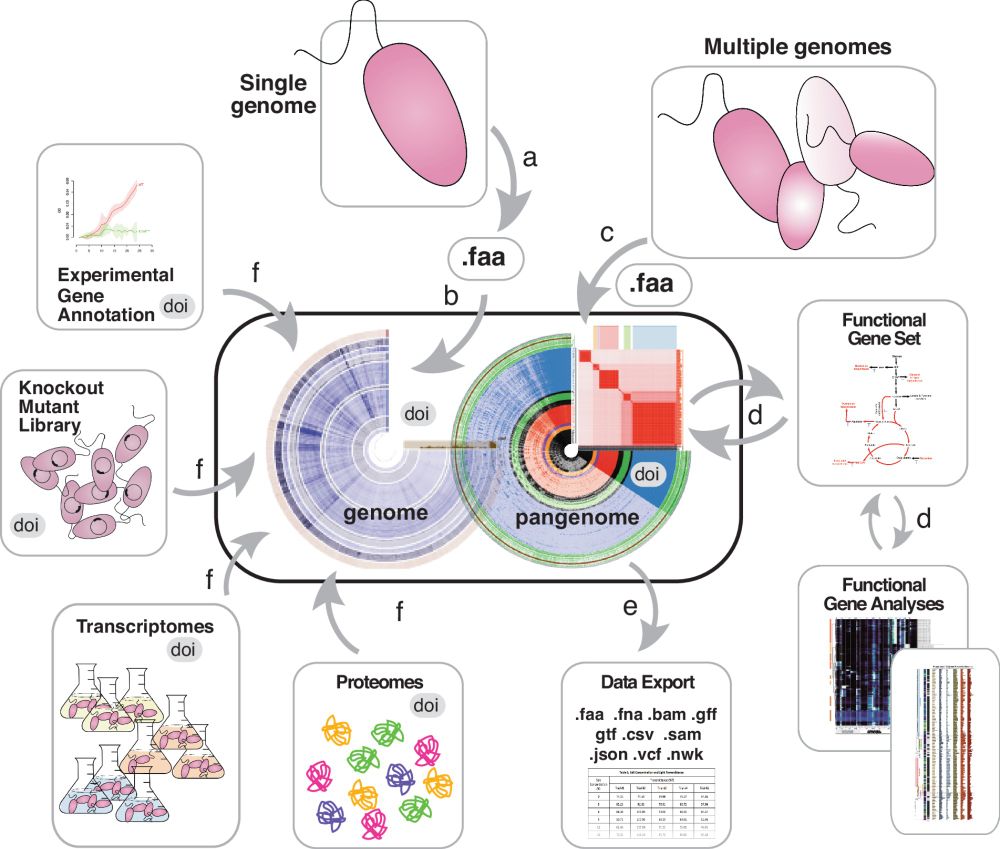 Digital Microbe: a genome-informed data integration framework for team science on emerging model organisms