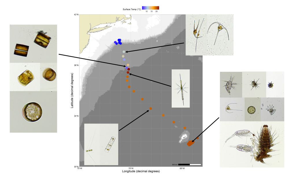 Images of plankton collected using the Planktoscope along the AE2504 cruise track. Sampling locations are represented by circles on the map and color indicates sea surface temperature at the time of collection. Figure by Loay Jabre.
