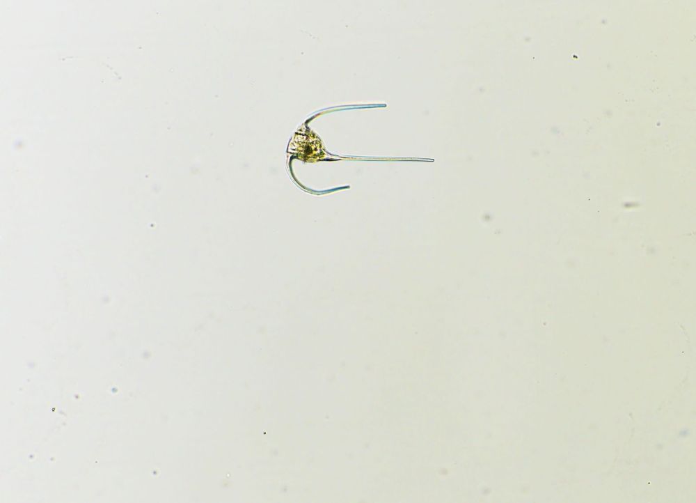 Image showing a dinoflagellate (Ceratium sp.). Image by Loay Jabre.