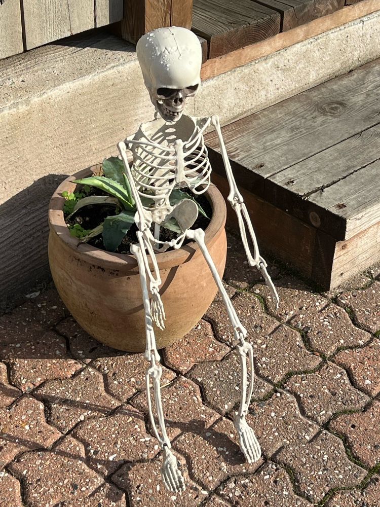 Skeleton sitting on a flower pot. Looks like it’s contemplating something.
