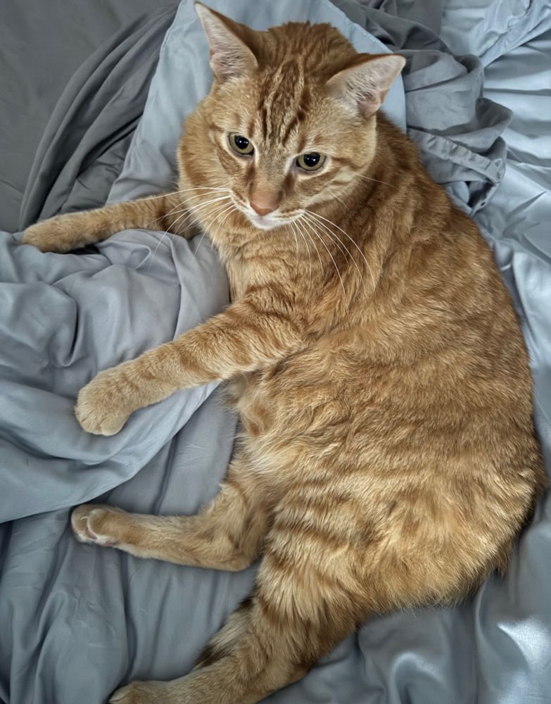 An orange tabby cat looking maximally cozy 