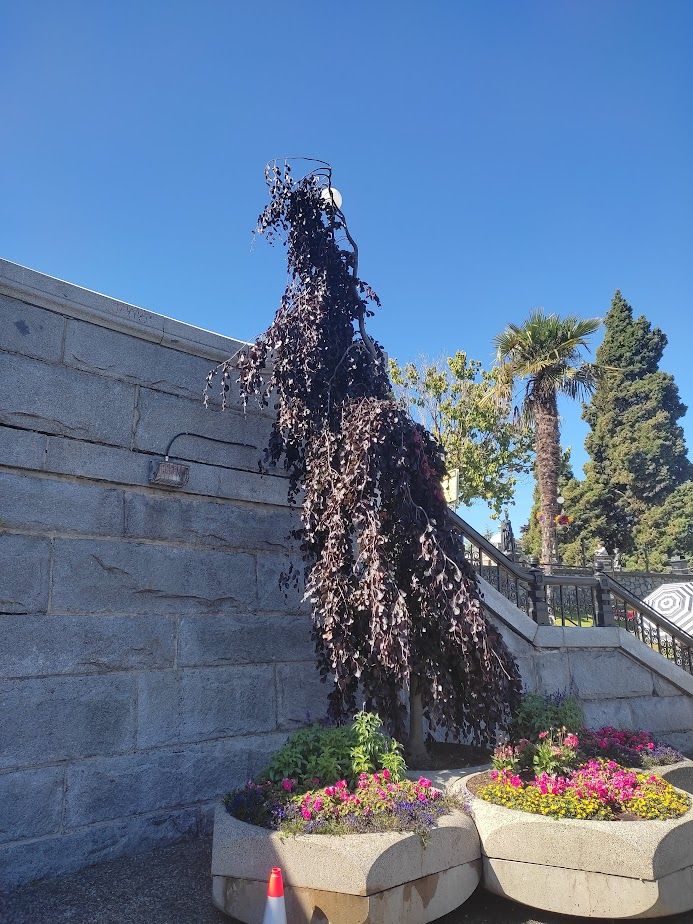 A weird tree that looks like Godzilla to me