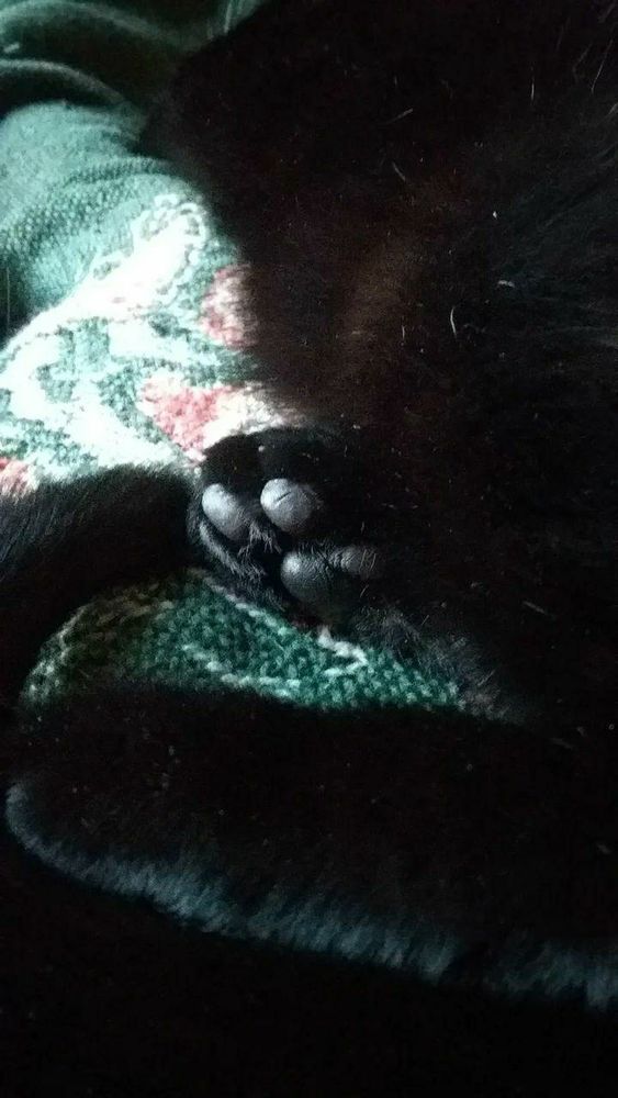Black cat toe beans while he's asleep on a green woven blanket