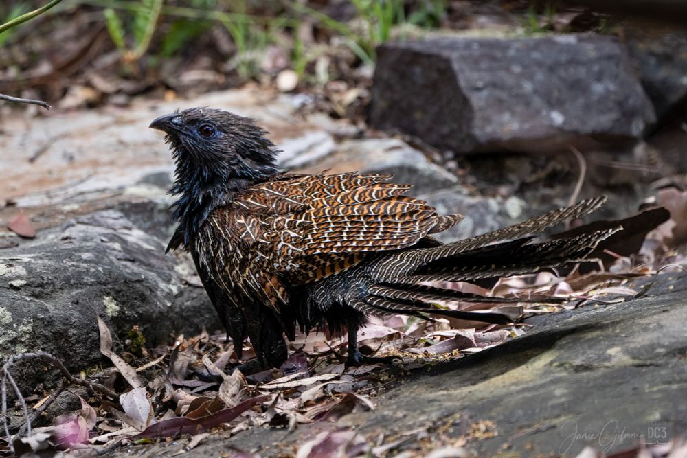 An image of the prehistoric-looking Pheasant Coucal foraging for food amongst the leaves.

The Pheasant Coucal is a ground-dwelling member of the Cuckoo family native to Australia, PNG & Timor.

It has bright orange, brown and black striped plumage and distinctive red eyes 

Unlike most cuckoos, it makes its own nest.  The female Coucal is larger than it's male counterpart. Coucals mate for life and both male and female parents take care of their young.