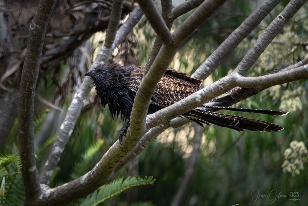 An image of the prehistoric-looking Pheasant Coucal sitting in the bough of a frangipani tree.

The Pheasant Coucal is a ground-dwelling member of the Cuckoo family native to Australia, PNG & Timor.

It has bright orange, brown and black striped plumage and distinctive red eyes 

Unlike most cuckoos, it makes its own nest.  The female Coucal is larger than it's male counterpart. Coucals mate for life and both male and female parents take care of their young.
