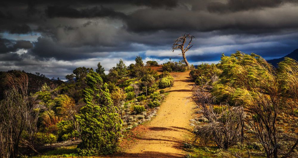 Storm clouds race across the top of the range and trees bend sideways as the strong wind rips across the hillside. 
A lonely path leads from the bottom of the image to an ancient dead tree at the top of a rise that stands resolute against the oncoming storm.

Flinders Ranges
South Australia 