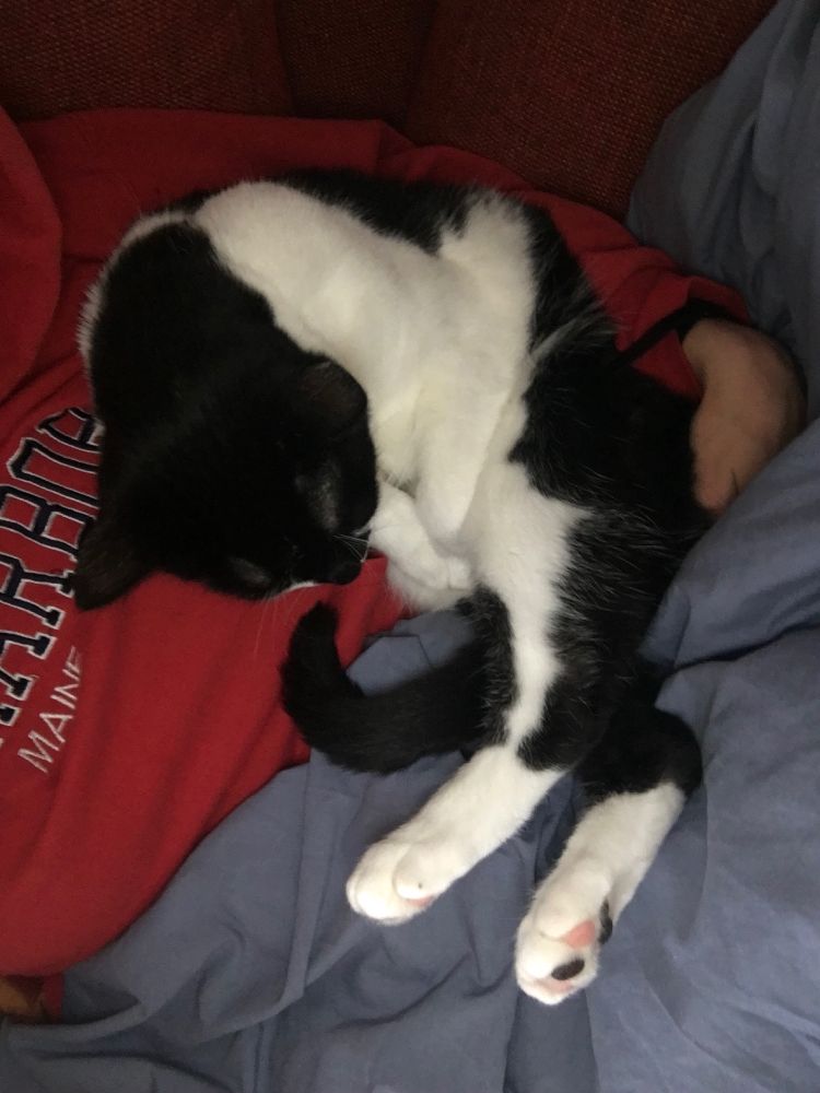 The cuddliest animal I have ever met, cuddling again