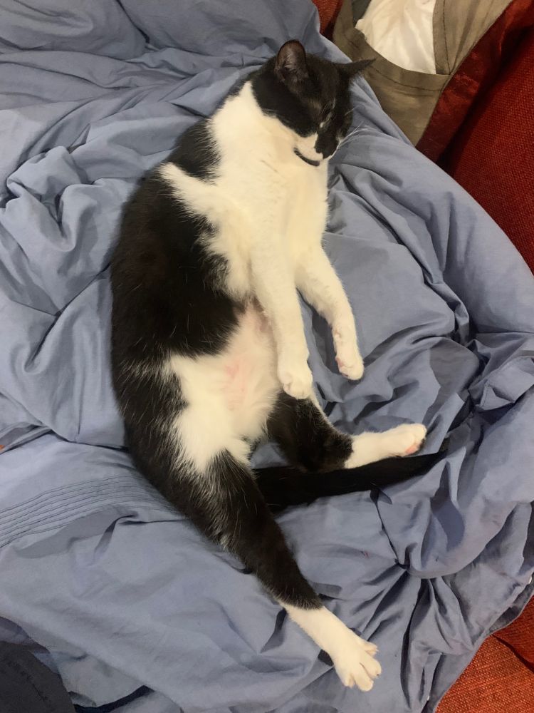 Black and white cat, asleep on her back in a most unseemly position. Looks like a cat drawn by someone who didn’t know how cat parts fit together, or what positions cats usually lie in.