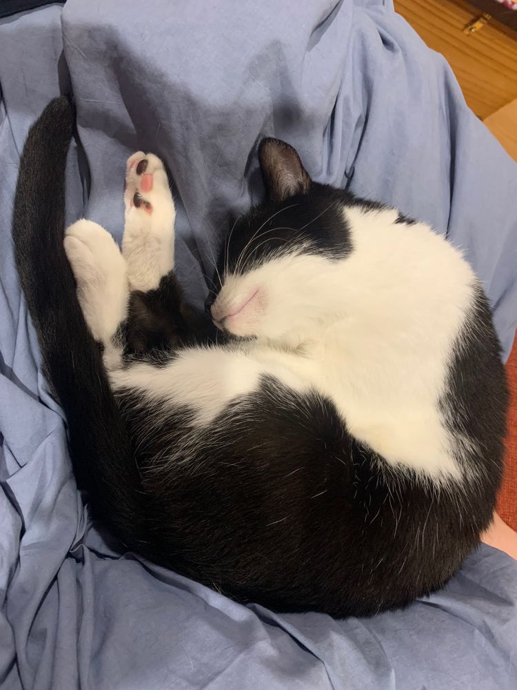 Black and white cat shrimping, with front legs not visible