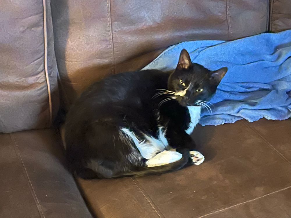 A black and white tuxedo cat stares pensively